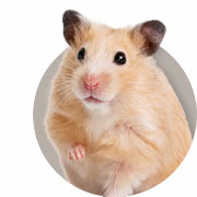 Hamster & Gerbil Information