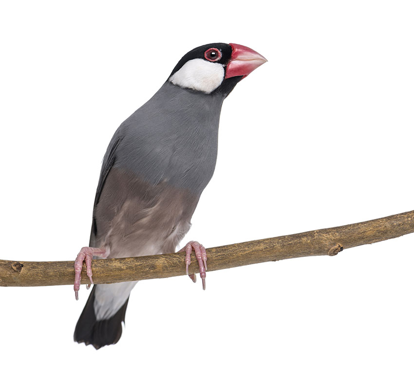 Java Sparrow