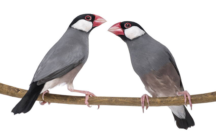 Java sparrow pair