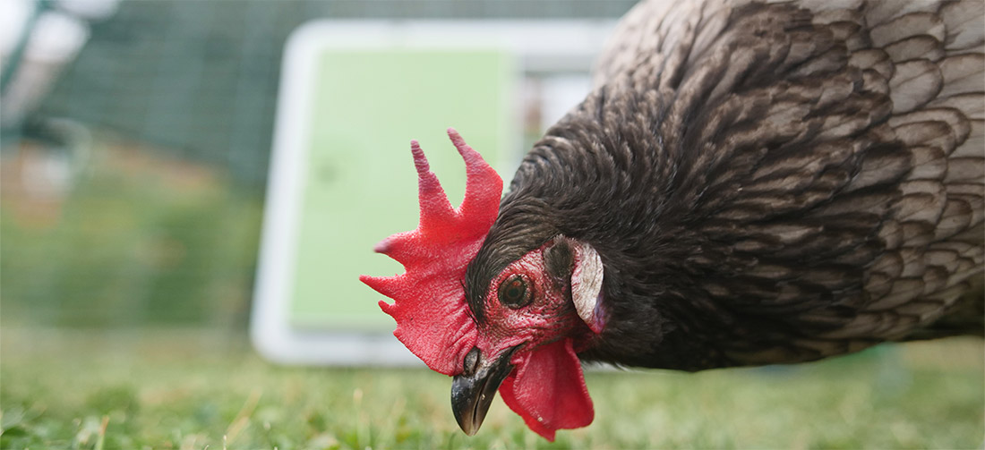 A brown chicken pecking on grass with a chicken coop in the background