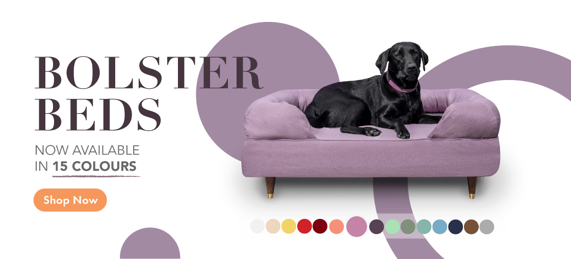 Memory foam bolster dog bed