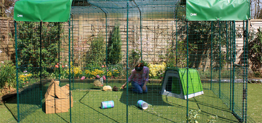 An extended Outdoor Guinea Pig Run