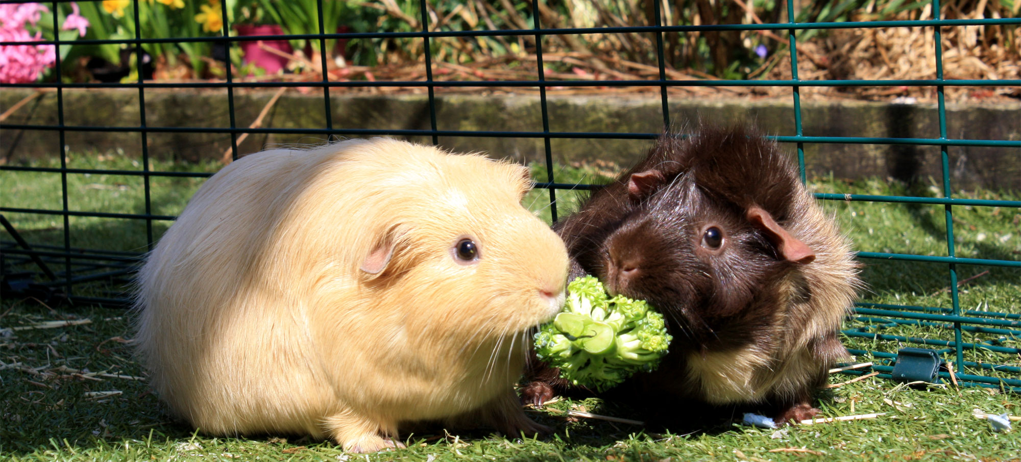 Metal guinea on sale pig run