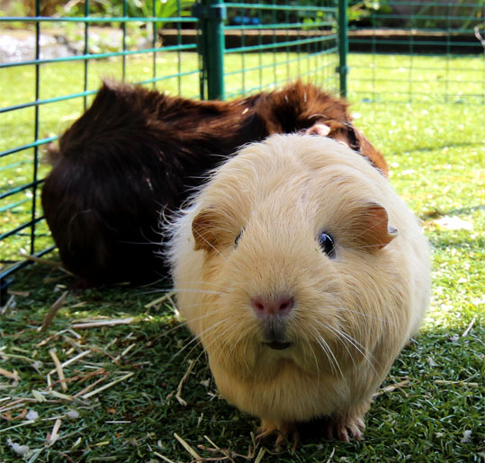 Your pet guinea pig will be happy and safe in its Outdoor Guinea Pig Run. 