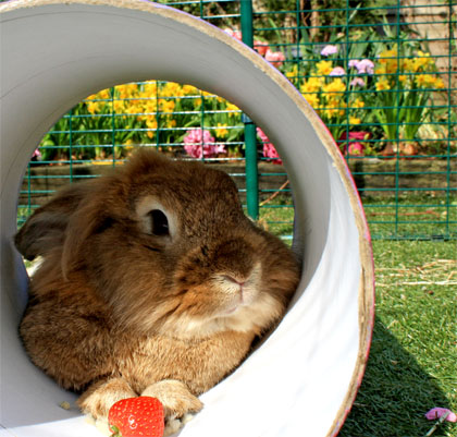 Your pet rabbit will be happy and safe in its Outdoor Rabbit Run. 