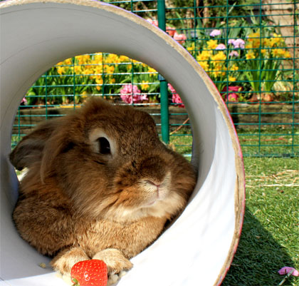 Your pet rabbit will be happy and safe in its Outdoor Rabbit Run.