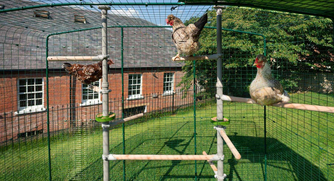 Discover the accessories for the PoleTree chicken perch system with Omlet’s highlights