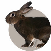 Rabbit Information