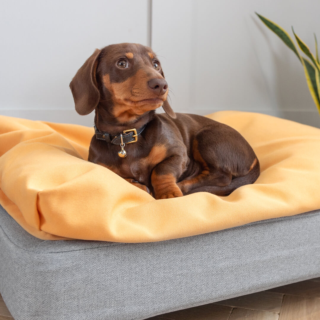 beanbag dog bed