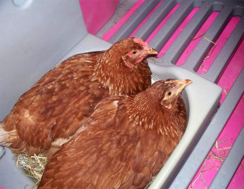 A hen sitting on eggs in an Eglu Classic Chicken House.