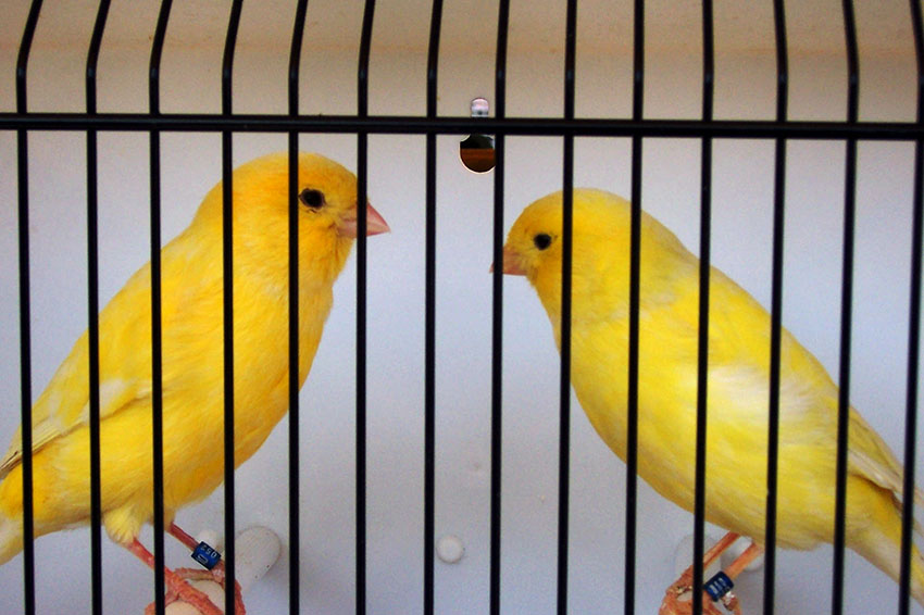 Yellow Canaries in showcage