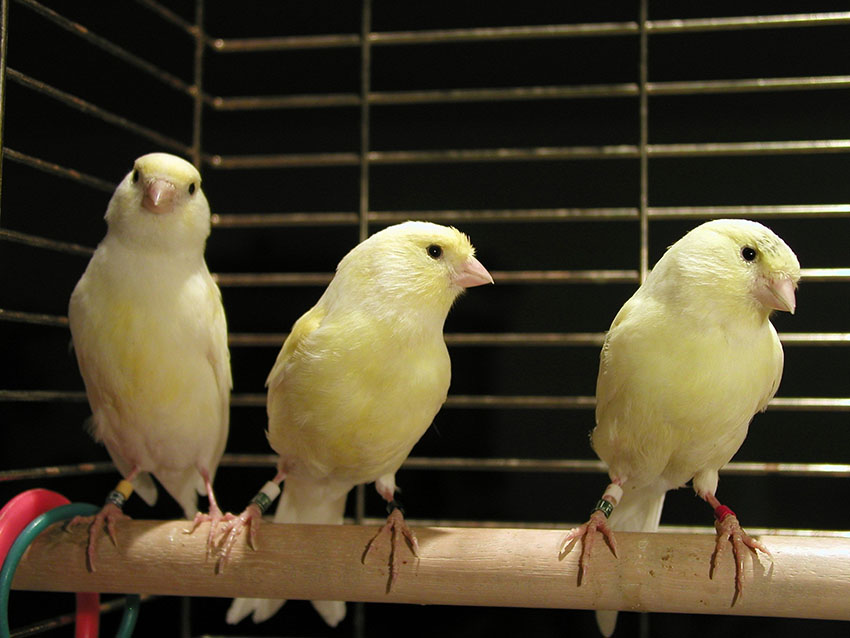 Young yellow canaries