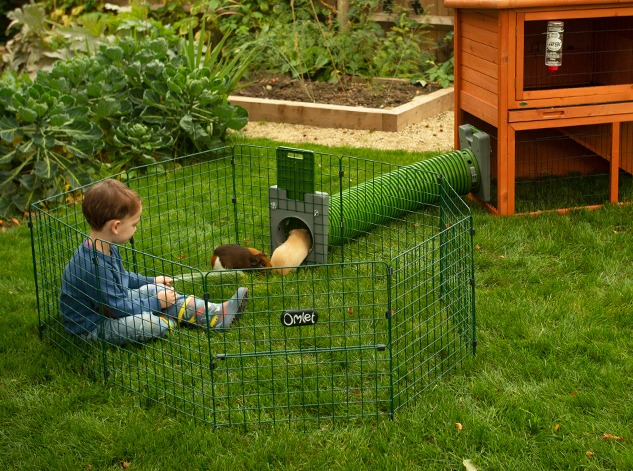 A kid playing with two guinea pigs inside a playpen