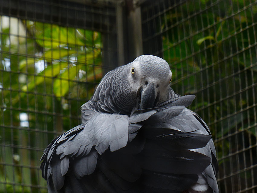African Grey parrot preening
