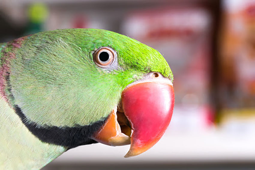 Alexandrine Parakeets are named after Alexander the Great
