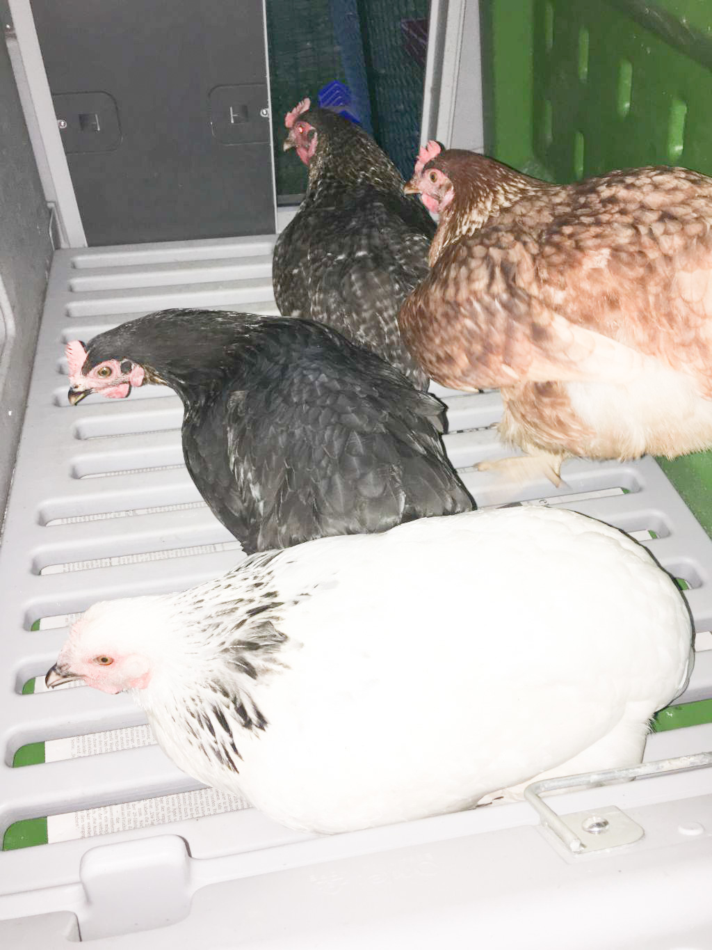 Automatic Chicken Coop Door Grey