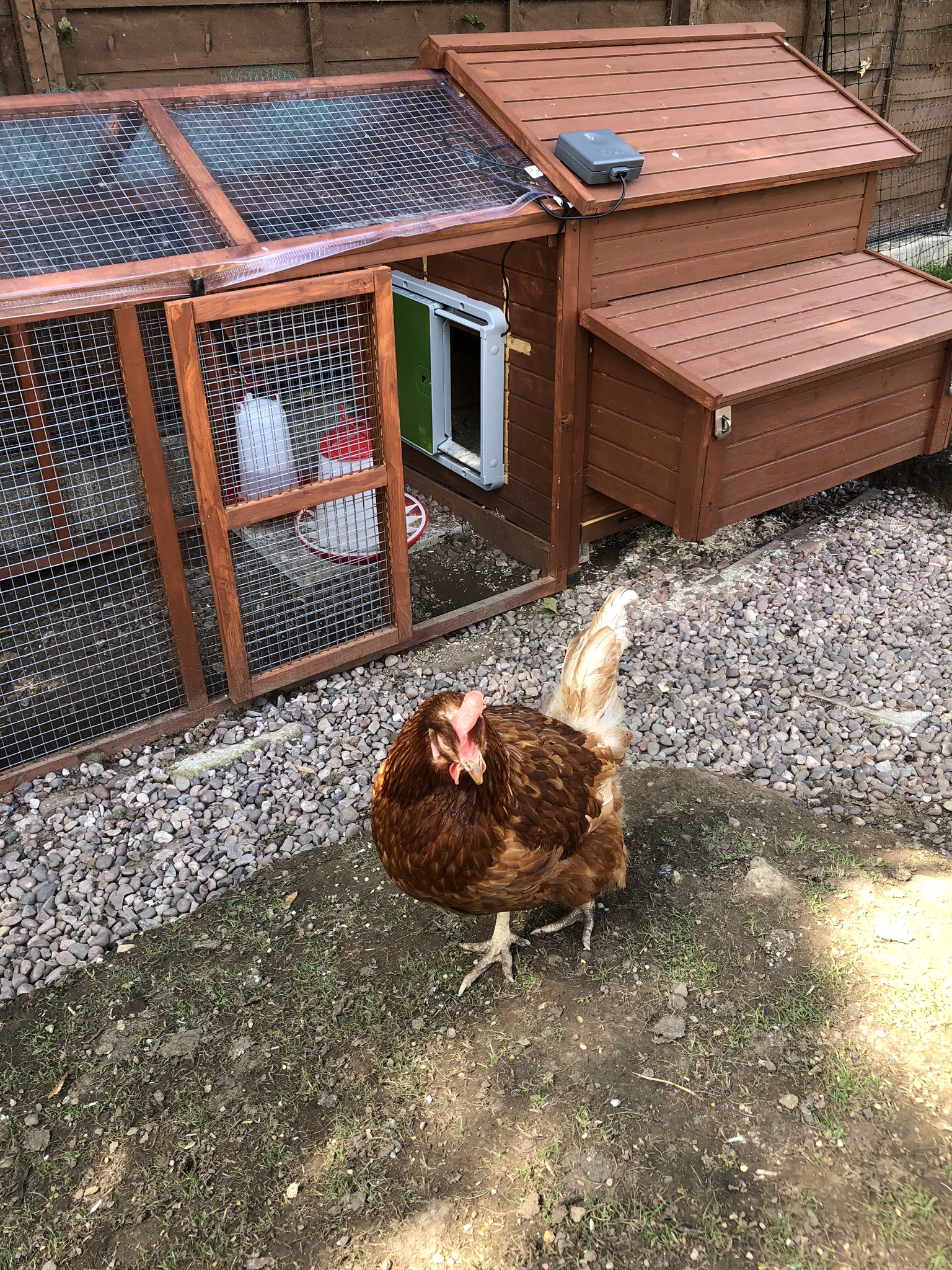 Reviews For Automatic Chicken Coop Door Chicken Keeping Omlet