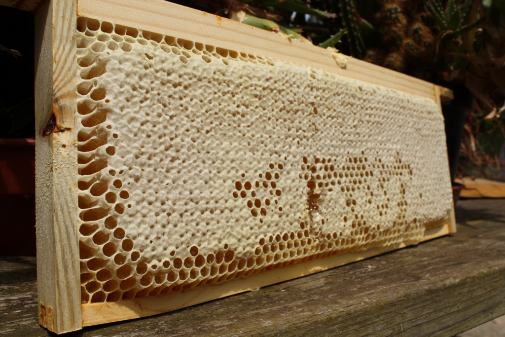 Storing Honey In Frames at Christian Harless blog