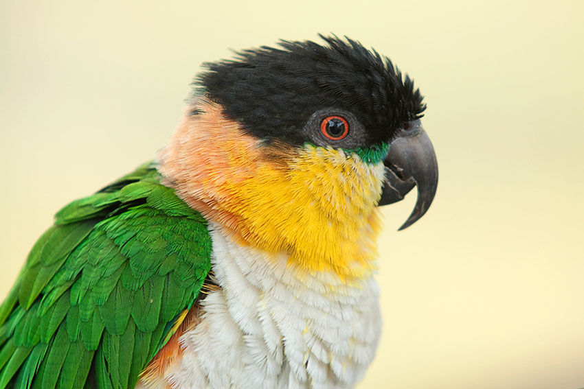 Black-headed caique