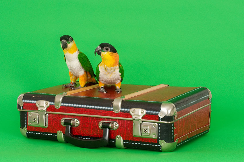 Black-headed Caique pair