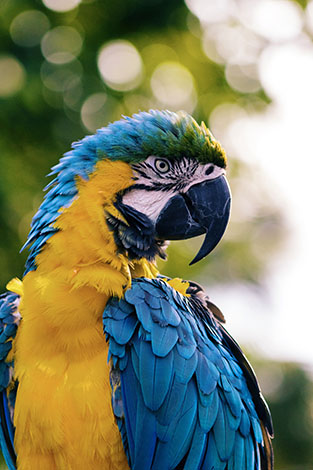 Blue and Gold or Blue and Yellow Macaw