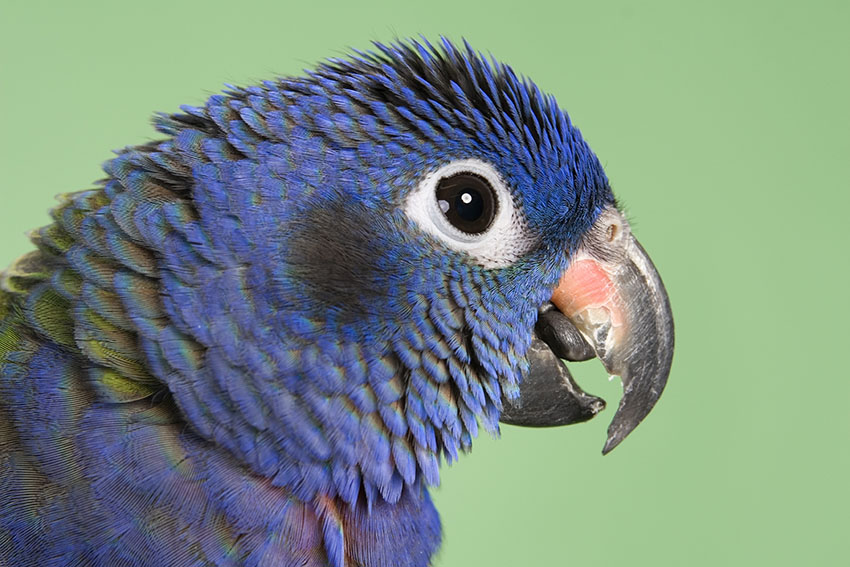 Blue-headed parrot