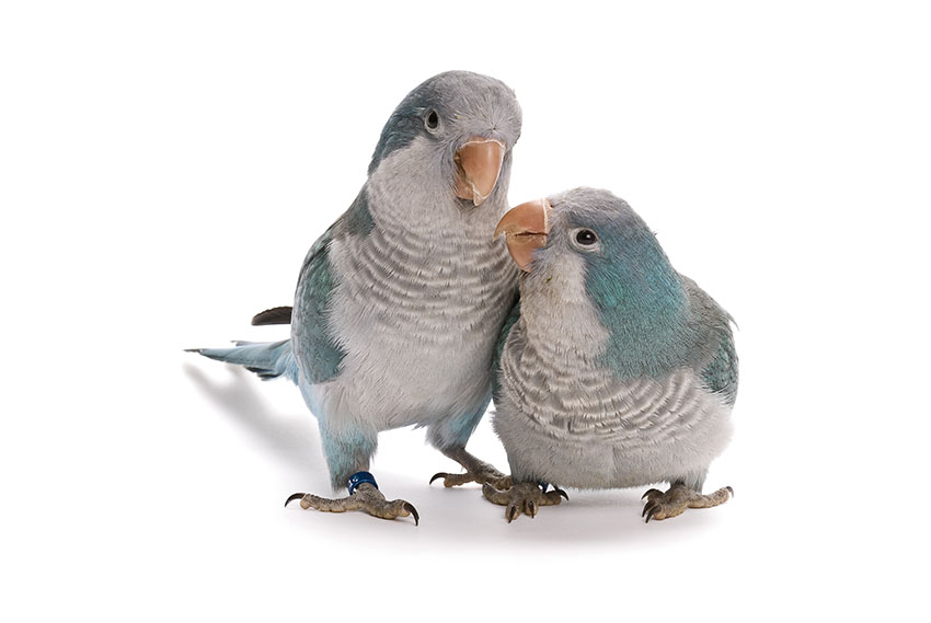 Blue Quaker pair breeding