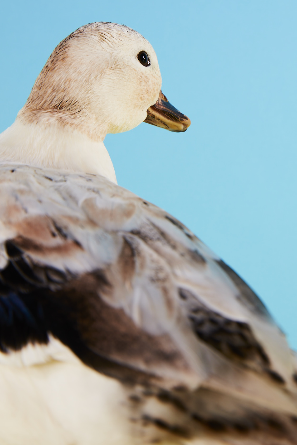 Call Duck | Ducks | Breed Information | Omlet