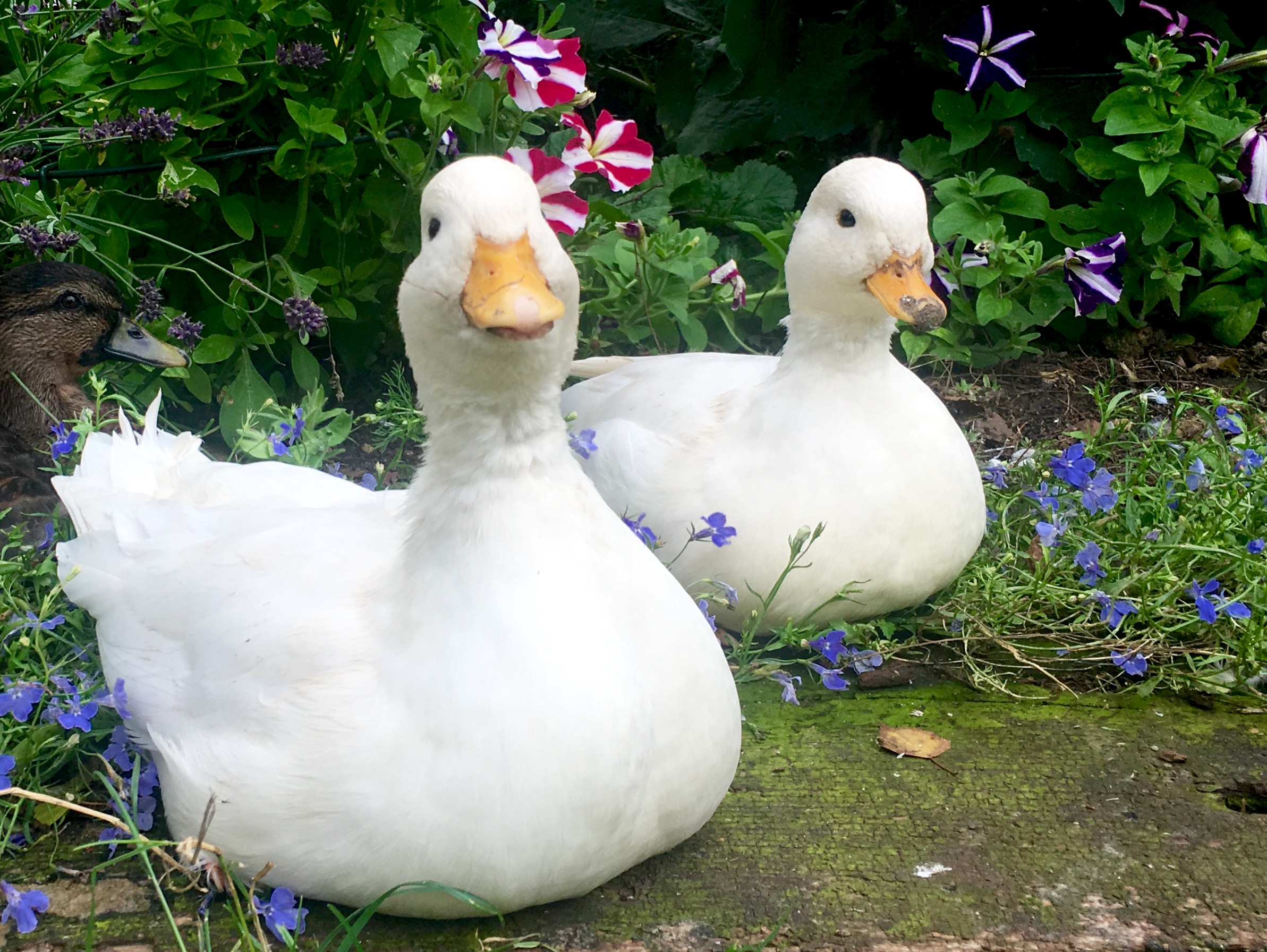 call-duck-ducks-breed-information-omlet