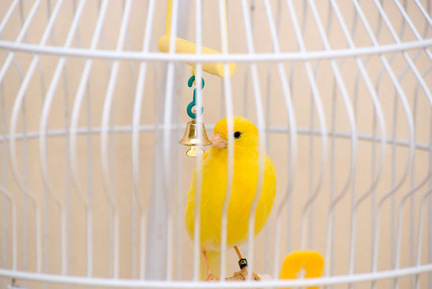 canary bell