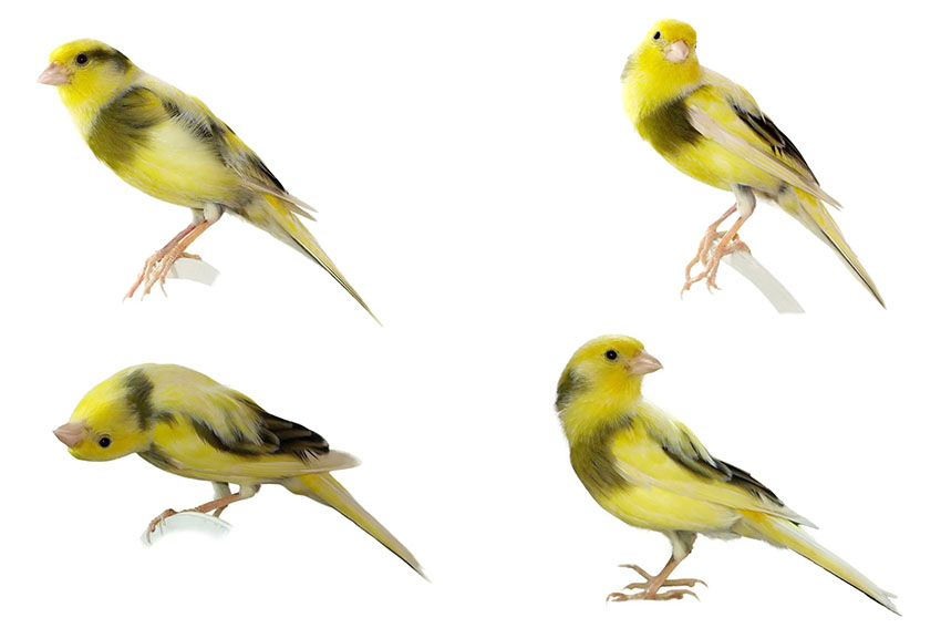 canary body language