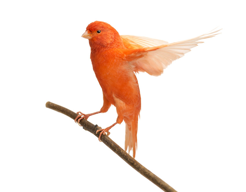 Canary exercising wings