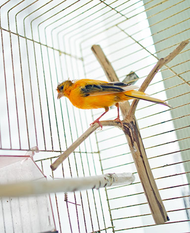 Canary in a cage