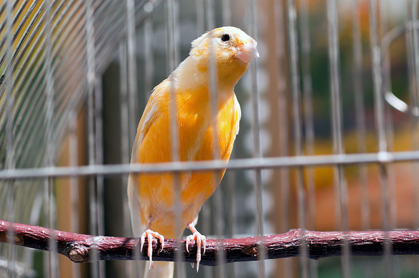 Canary in pet shop