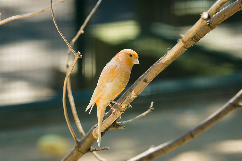 Canary in a tree