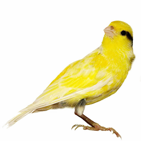 Canary markings