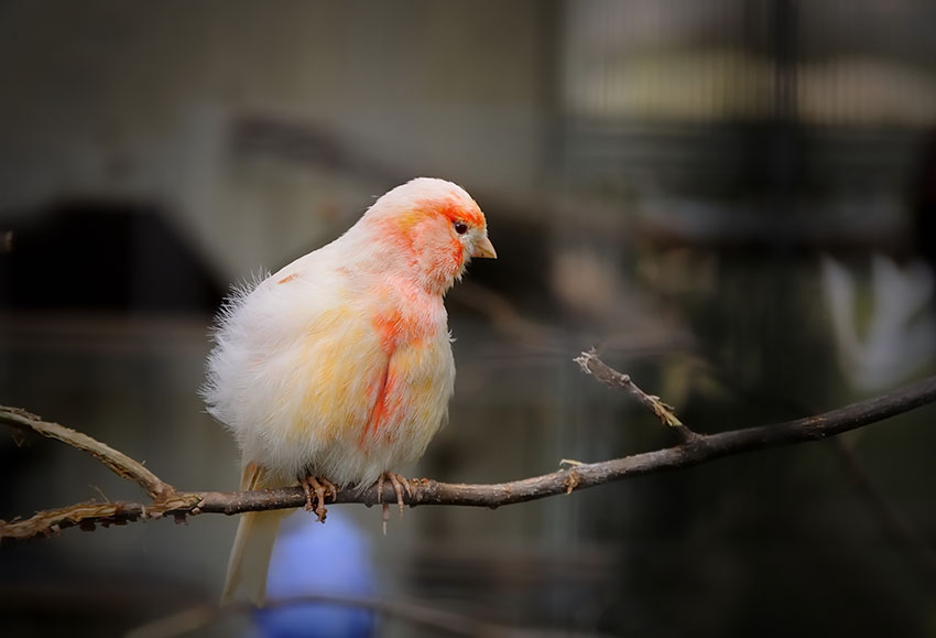 Canary with ruffled feathers indoors