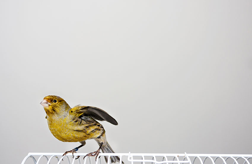 Canary stretching wings