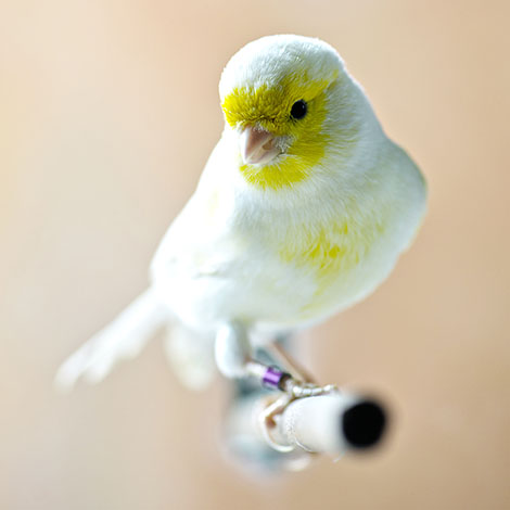 Canary training