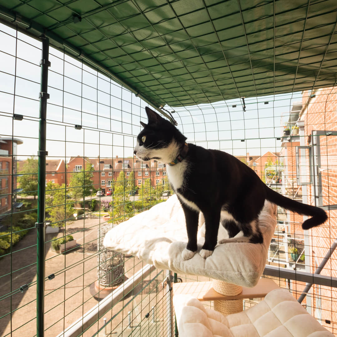 Cat relaxing inside the Omlet Safe Cat Balcony Enclosure on a cat tree