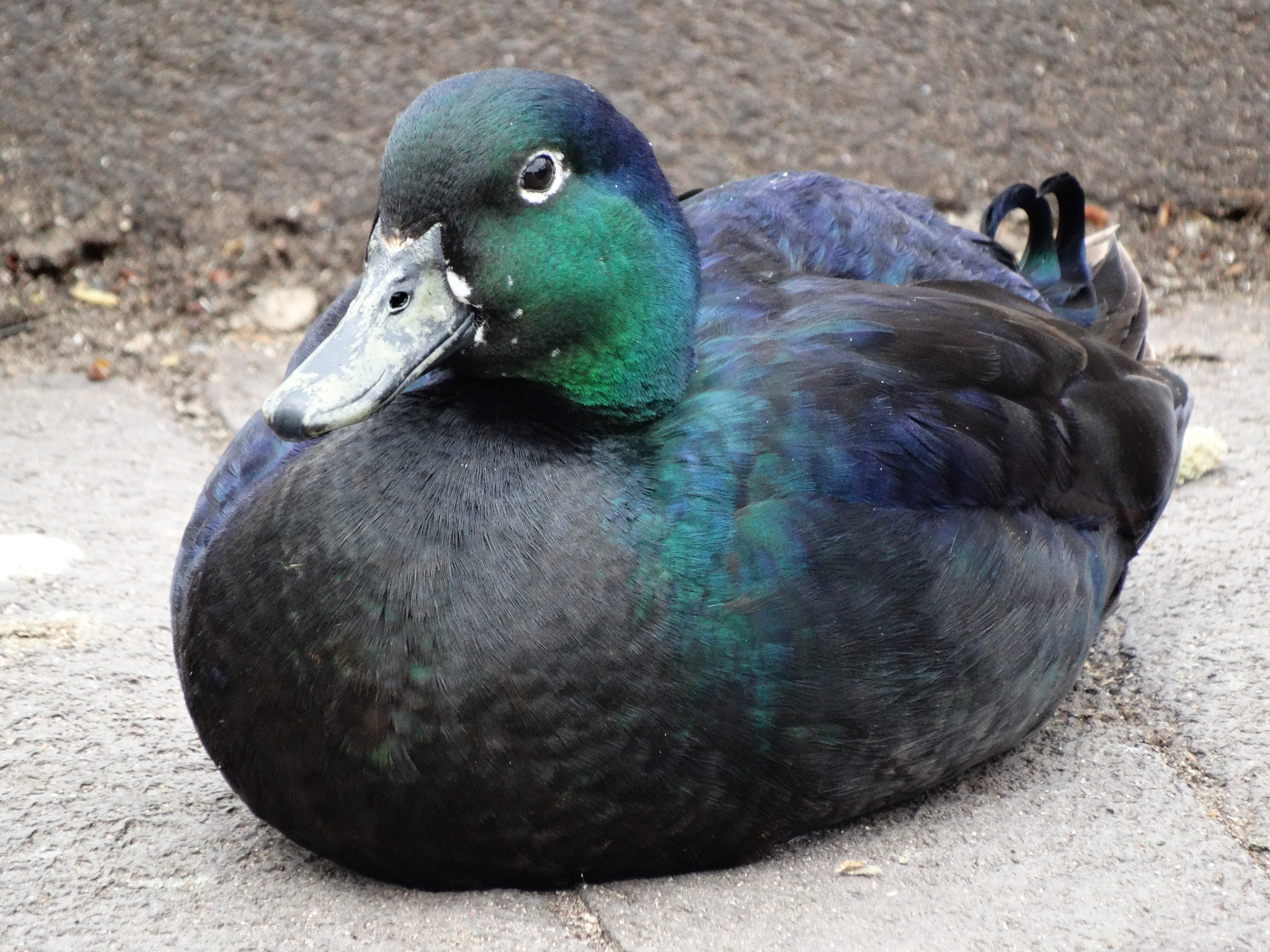 Cayuga Ducks Breed Information Omlet Cayuga Ducks Breed Information Omlet