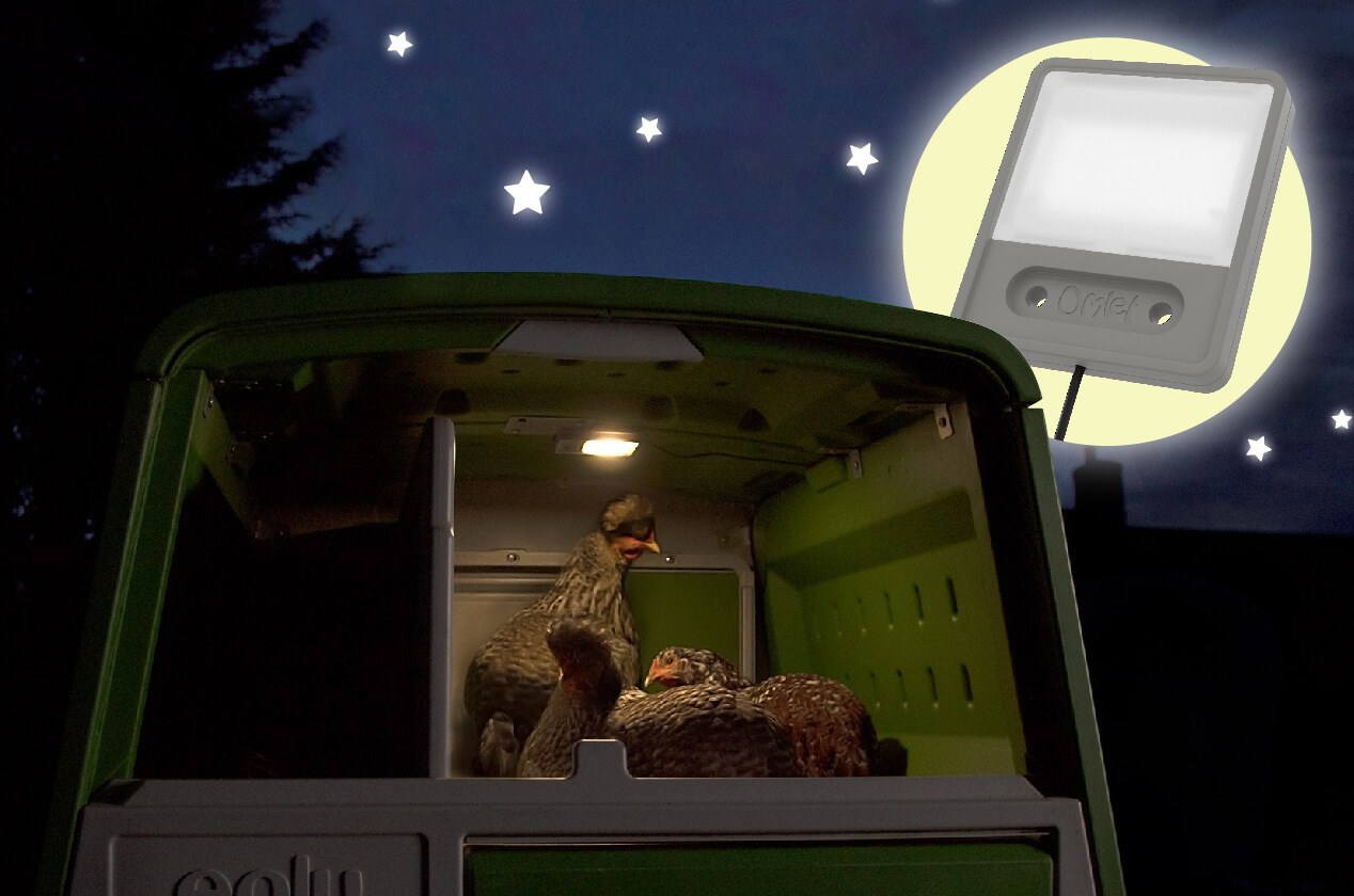 The Coop Light comes on before the Autodoor closes to let your hens know it's time for bed!