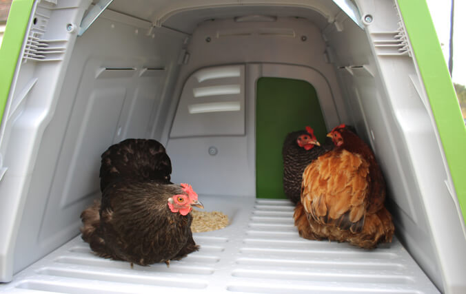Collecting eggs is easy with this chicken coop