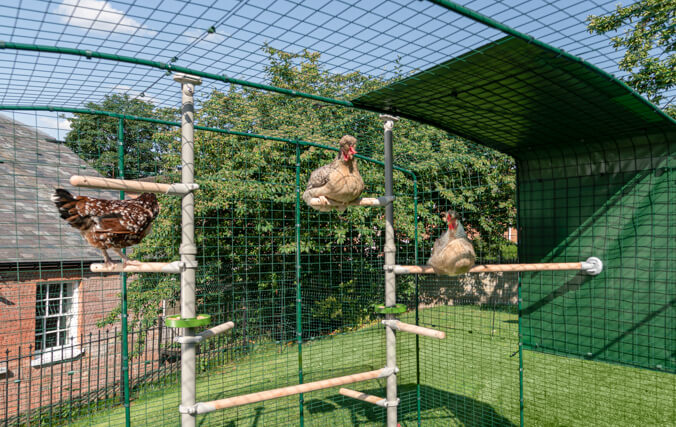 Chickens playing inside the omlet walk in run accessorised with the PoleTree chicken perch system