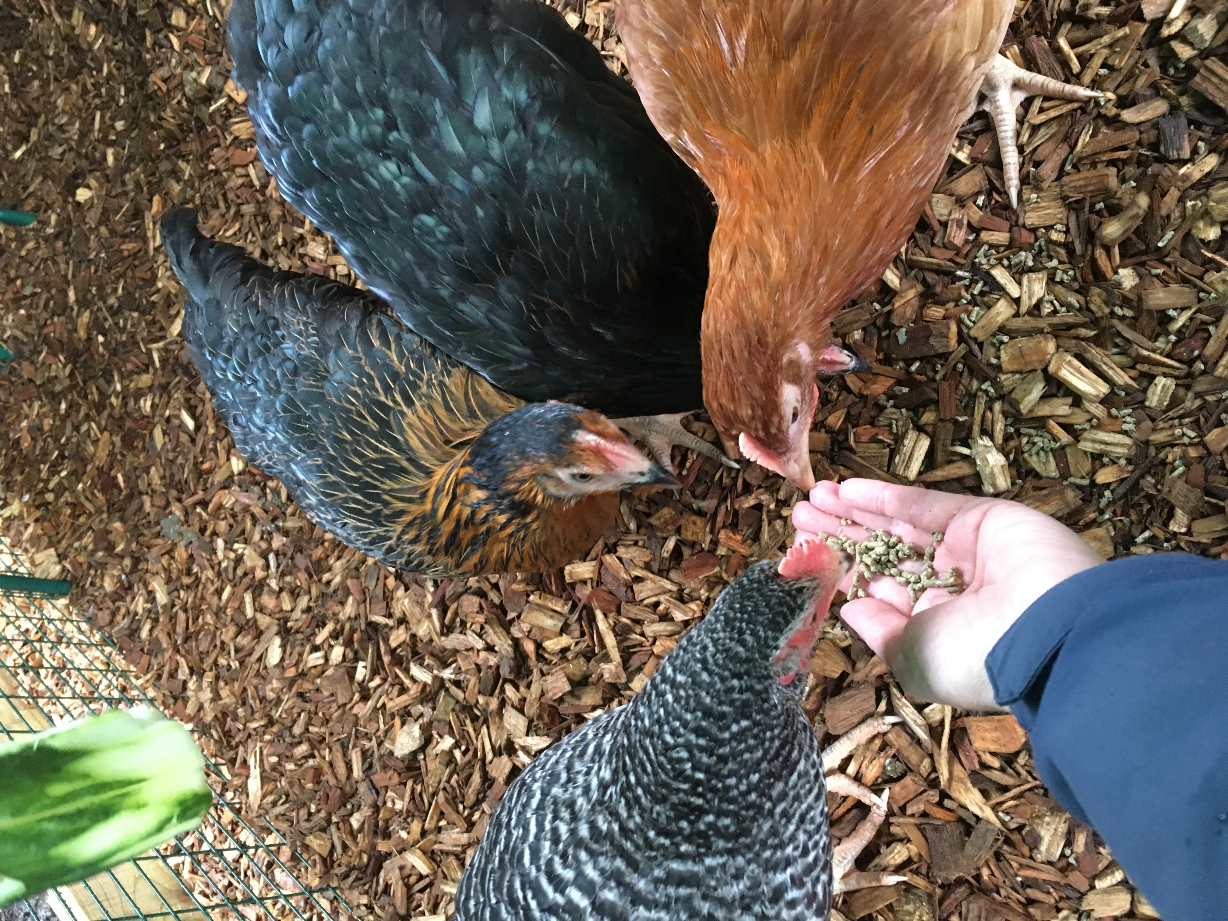 How To Tame Your Chickens Chicken Care Chickens Guide Omlet UK