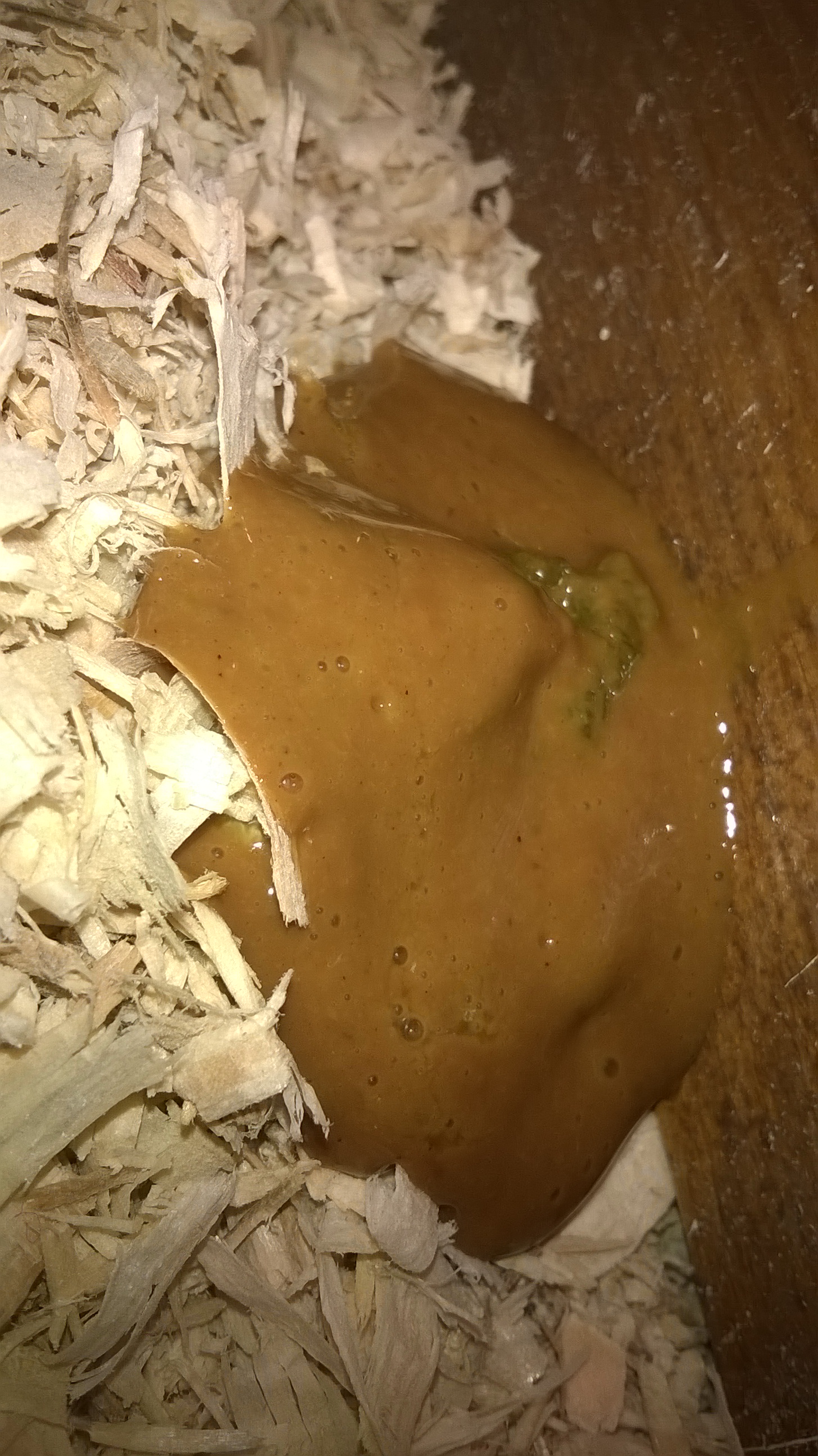 Different Droppings Chicken Health Chickens Guide Omlet UK