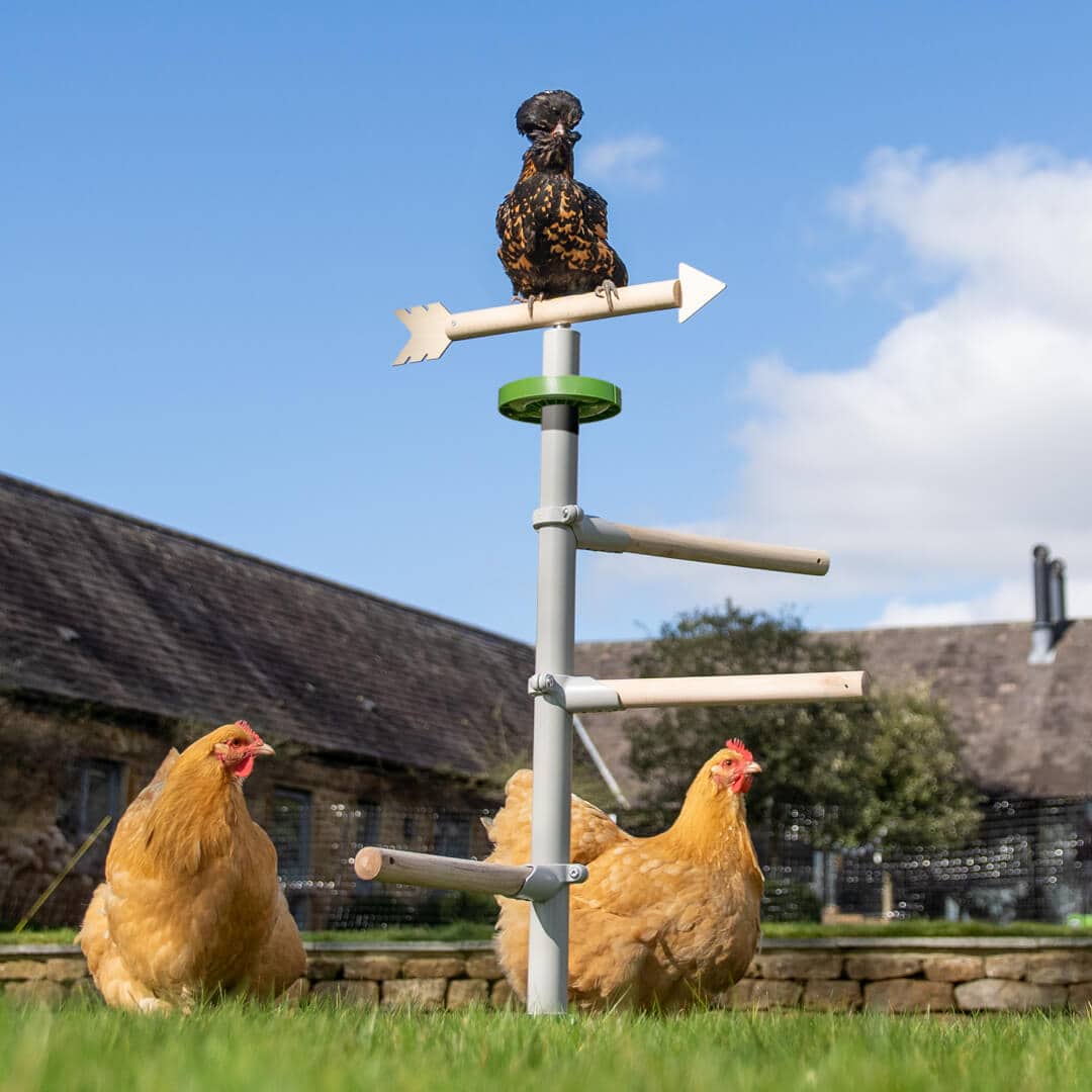 Chickens perching in the garden in the Omlet Freestanding Universal Chicken Perch