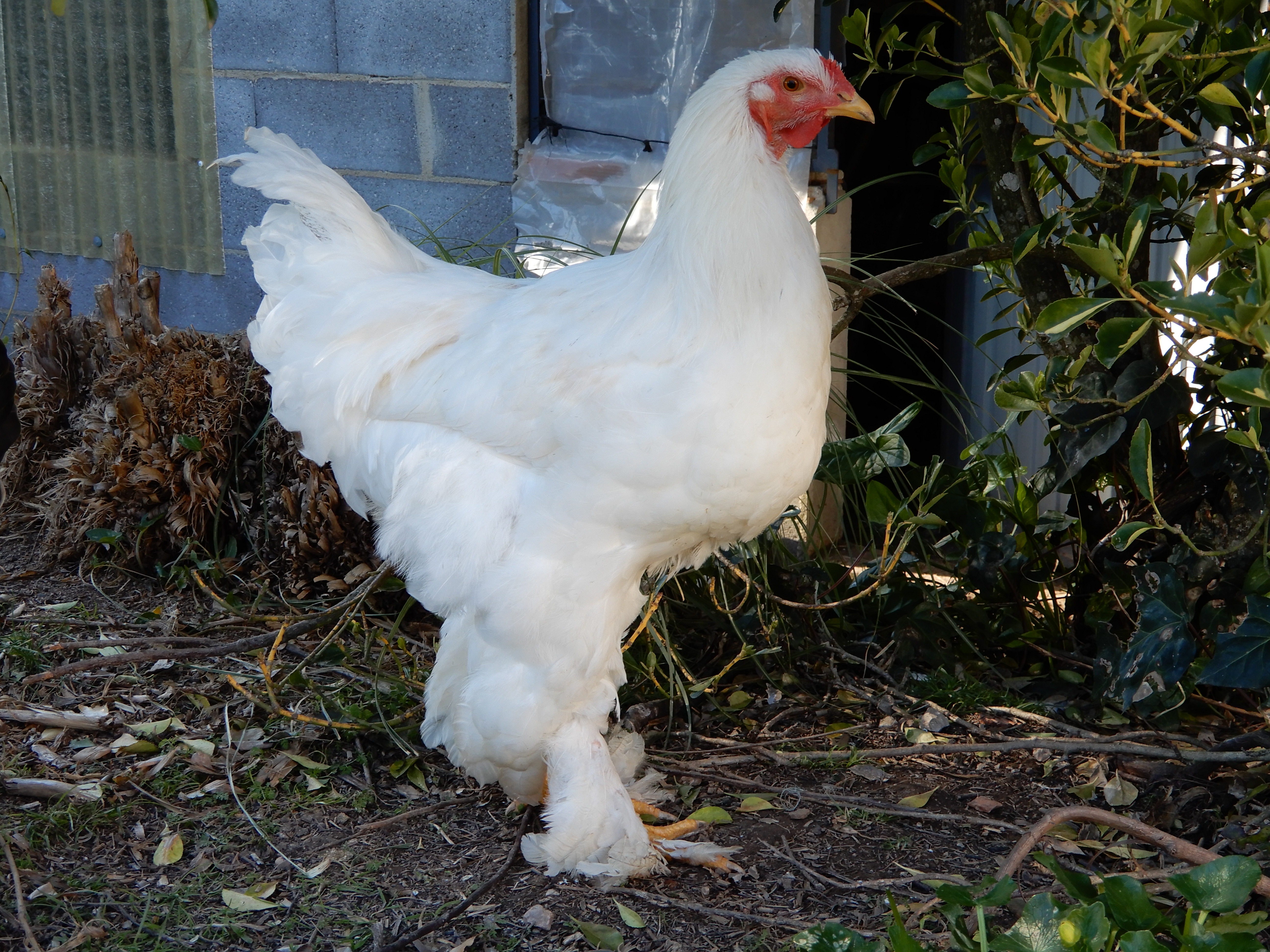 show chickens chickens guide omlet uk