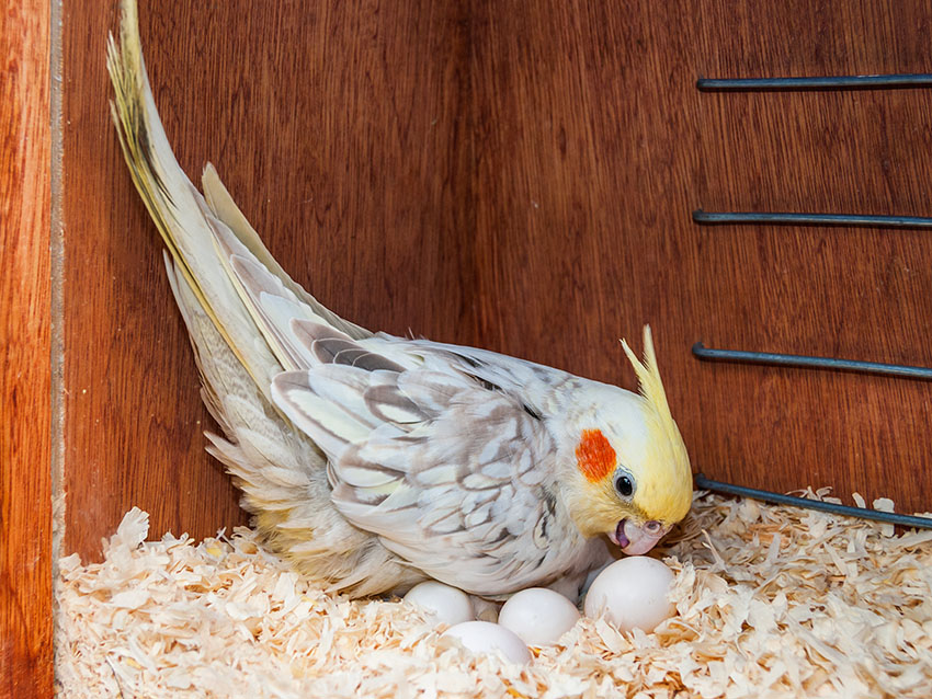 cockatiel with eggs nesting