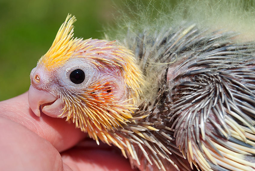 Cockatiel chick